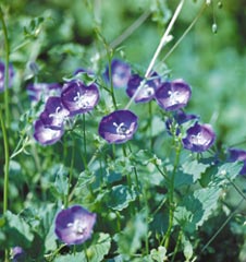 Колокольчик