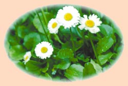 Маргаритки