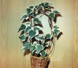 Растение. Комнатное.