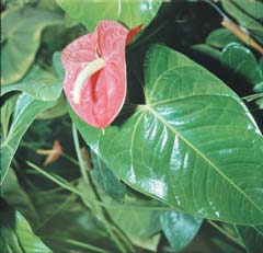 Спатифиллум