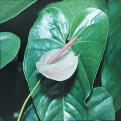 Спатифиллум