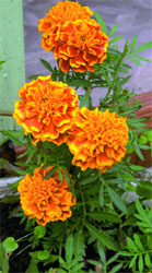 Чернобрывые тагетесы Мэри