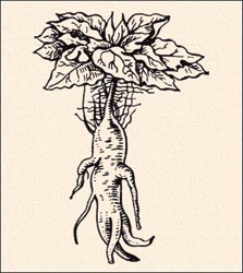 Мандрагора 